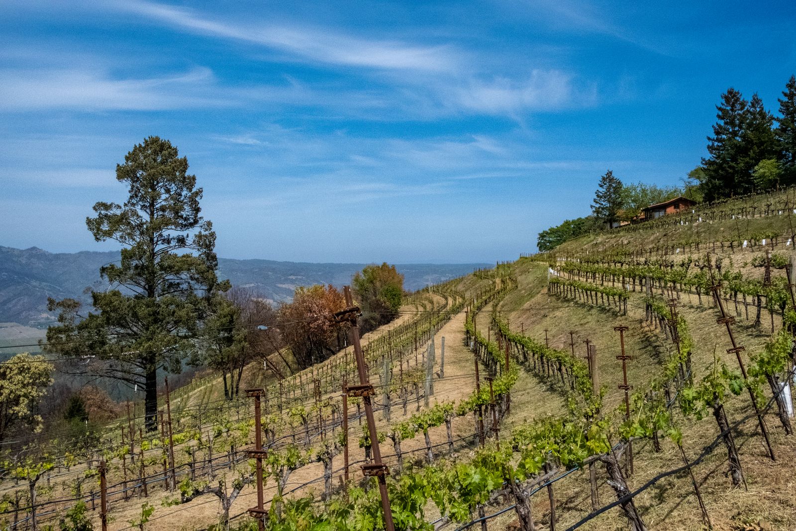 Rows of vines running over a hillside vineyard in Napa Valley under a blue sky
